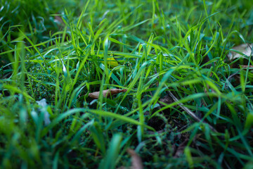 grass close up, natural background with grass, selective focus