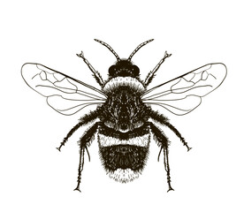 Hand drawn vector of honey bee isolated on white. Sketch engraving illustration of insect. Engraving illustration for beekeeping and apiculture farm. Detailed drawing of an insect. Bumblebee, bee.
