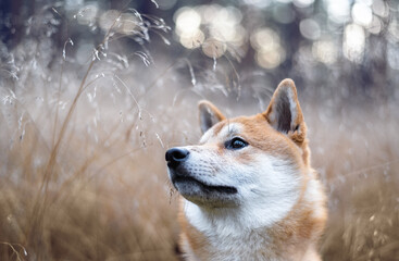 Head portrait of shiba inu dog