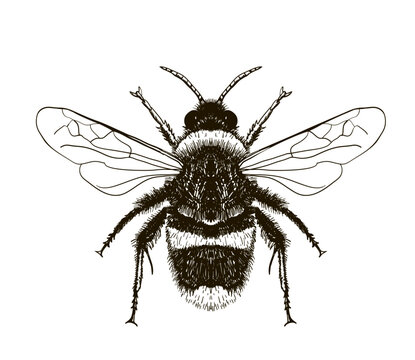 Hand drawn vector of honey bee isolated on white. Sketch engraving illustration of insect. Engraving illustration for beekeeping and apiculture farm. Detailed drawing of an insect. Bumblebee, bee.