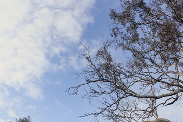 eucalyptus tree branches against sky