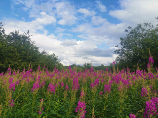 field of flowers