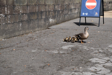 duck with its chicks