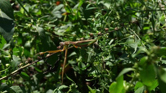 大きいカマキリ　獲物を狙う瞬間　自然風景　背景　4K動画