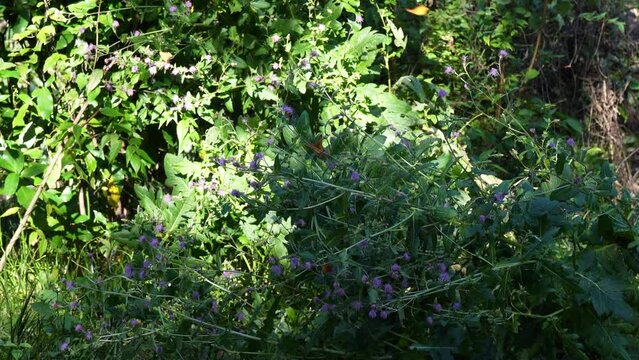 日本　古来の花　トネアザミ　優雅に舞う蝶　リラックス　秋の季節背景　4K動画