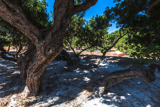 Mastic Trees In Chios, Greece