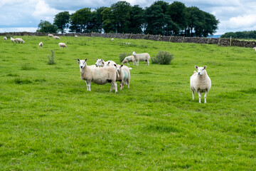 Fototapeta na wymiar sheep in the field