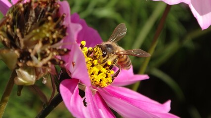 The western honey bee (Apis mellifera) with head covered in yellow pollen feeding on a vivid pink cosmos flower