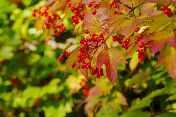 Berries on a branch of Viburnum vulgaris , or Kalina red in autumn season