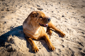 dog on the beach