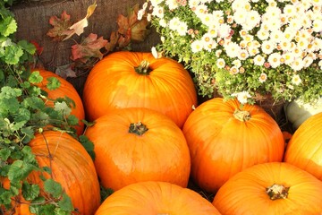 Colourful organic pumpkins and gourds on agricultural fair. Harvesting autumn time concept. Garden fall natural plant. Thanksgiving halloween decor. Festive farm rural background. Vegetarian food.