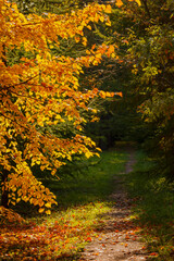  Autumn scene in the park. An alley of trees with red and yellow foliage.