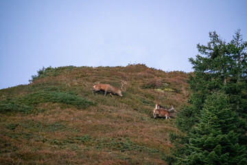 cervus elaphus - deer rut on the mountains at a autumn morning
