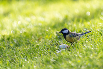 a titmouse, parus major, is sitting on the green lawn and is pecking seeds