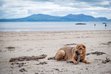 dog on the beach