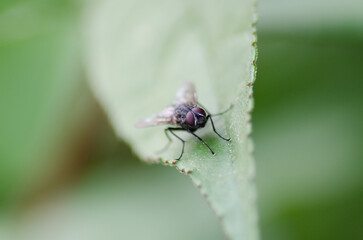 Fliege auf grünem Blatt Makro