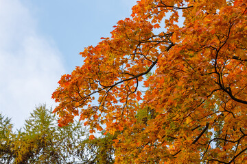 Autumn trees in the park. Yellow and red foliage of trees in the autumn season