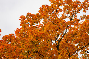 Autumn trees in the park. Yellow and red foliage of trees in the autumn season
