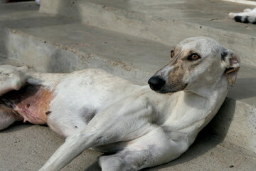 Greyhound Hund
