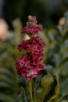 matiola flower