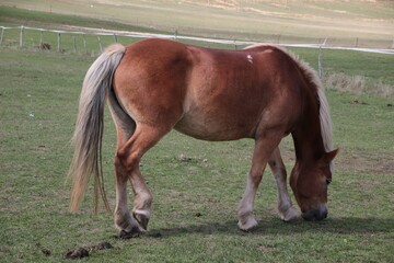 Italy, Umbria: Horses relaxing in the Castelluccio di Norcia plateau.