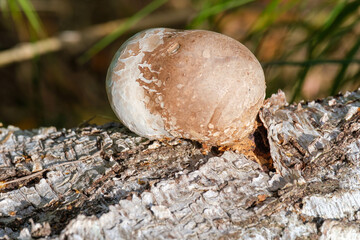Berkenzwam || Birch agaric