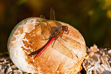 Berkenzwam || Birch agaric