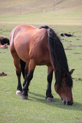 Obraz premium Italy, Umbria: Horses relaxing in the Castelluccio di Norcia plateau.