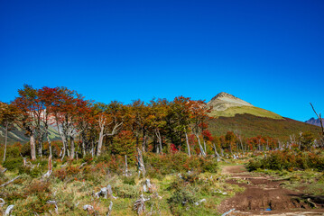 Hiking trail to the Esmeralda lake through magical colorful austral forests, peat bogs, dead trees,...
