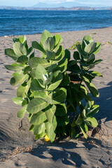 Small bush ovelooking tropical  beach