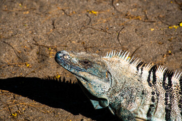 Head of Iguana with sand behind - 536712929