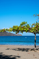 Tree on Tropical Beach - 536712937