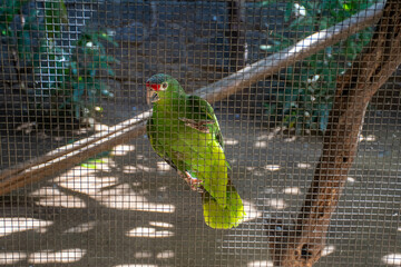 Parrot behind cage - 536712945