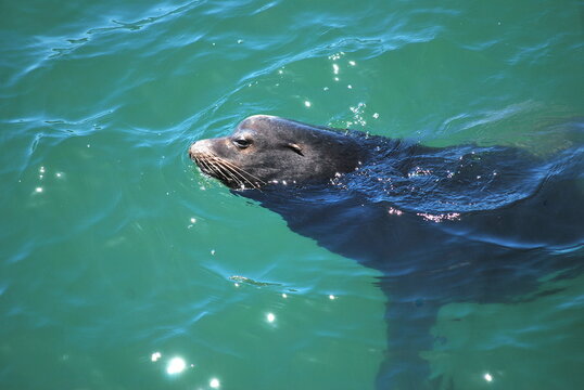 Sea Lion Swimming.