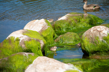 duck on the rocks