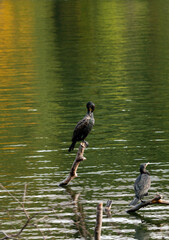 Two cormorants on a fallen tree in a lake