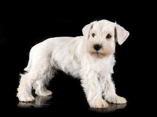 puppy miniature schnauzer in studio