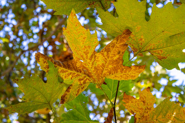 Autumn and yellowed sycamore leaf.