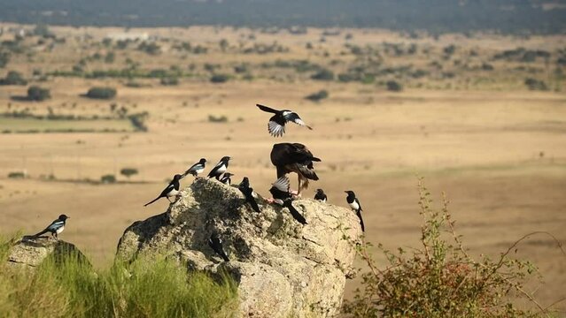 aguila real come sobre la roca rodeado de urracas