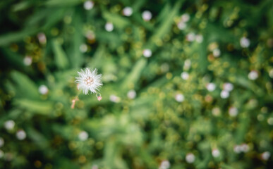 Beauty of Nature. Green Grass with Tiny Flower in Sunlight. Springtime Season. Tropical Foliage, Top View. Close-up image and Selective focus