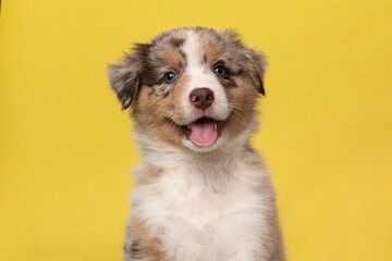 Portrait of cute australian shepherd puppy looking at the camera on a yellow background - obrazy, fototapety, plakaty