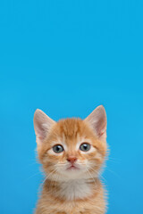 Adorable ginger kitten portrait looking at the camera on a bright blue background