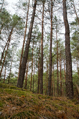 Pine forest in autumn, with rather hilly terrain