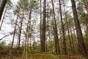 Pine forest in autumn, with rather hilly terrain