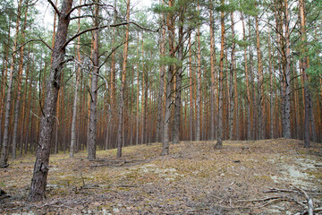 Obraz premium Pine forest in autumn, with rather hilly terrain
