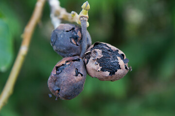 The common walnut fruit on a tree, affected by a disease
