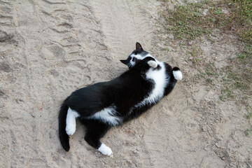 Black and white cat rolling in the dirt