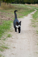 Black and white cat walking a dirt road	