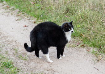 Naklejka na ściany i meble Scared cat (with arched back and hair standing on end) on a dirt road