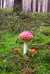 Fliegenpilz (Pilz) im Wald